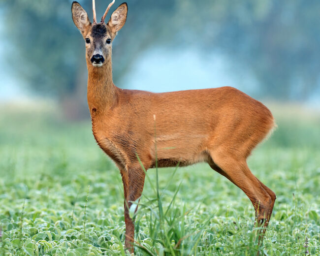 roe-deer-standing-in-a-soy-field-2022-02-02-03-47-42-utc